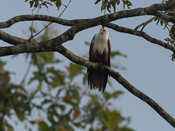 <h3><a href="/trips/srilanka/biota/animalia/chordata/aves/017 accipitriformes/004 accipitridae/haliastur indus/haliastur indus-nl.html">Haliastur&nbsp;indus</a> / Brahminy&nbsp;kite / Brahmaanse&nbsp;wouw</h3>NIKON D500 met AF-S Nikkor 300mm f/2.8G IF-ED VR II, 1/2500 sec  bij F5.0, ISO 500, afstand 44.6&nbsp;m